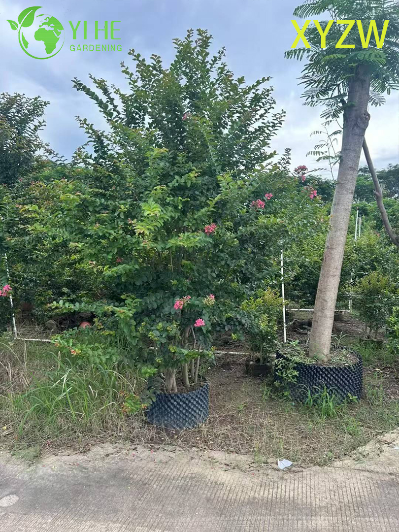 Лагерстремия Индийская (Креповый Мирт) – Длительное Цветение, Зимняя Кора, Опт, Экспорт