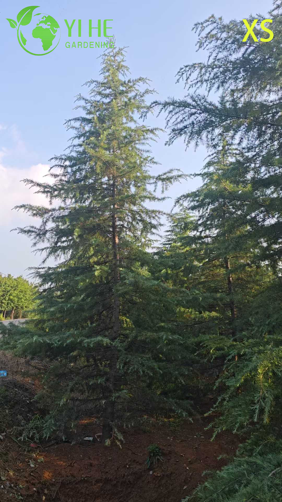 Кедр Гималайский (Дерево Деодар) – Вечнозеленое Хвойное Дерево, Опт, Экспорт