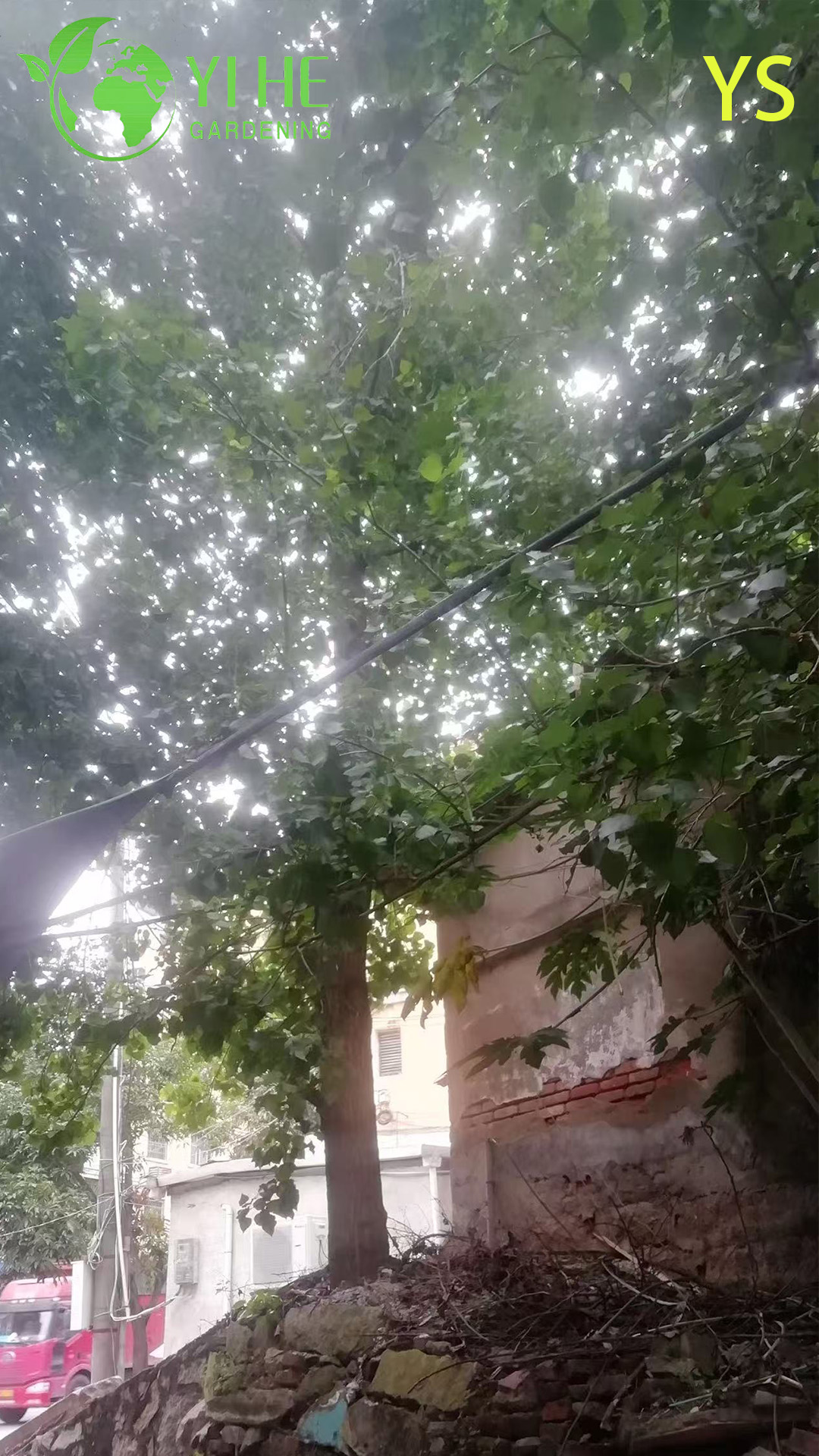 Тополь Пушистый (Populus tomentosa) – Быстрорастущее Дерево для Очистки Воздуха, Морозостойкий, Опт