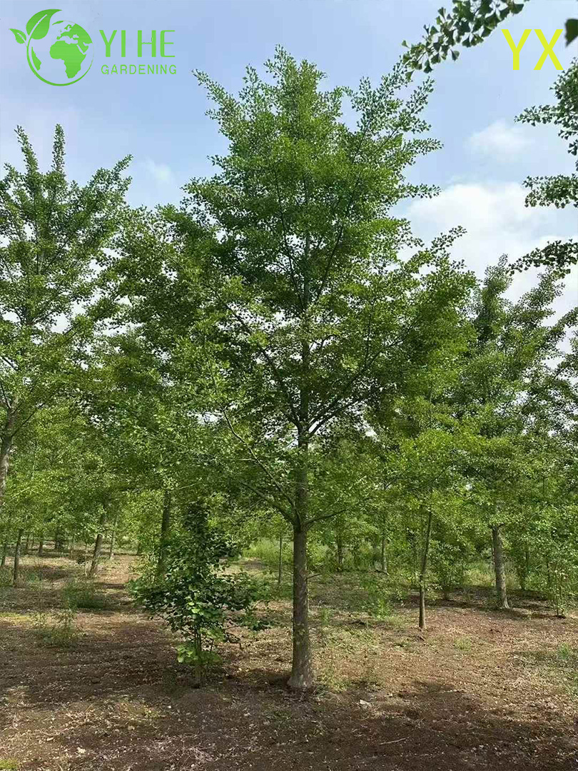 Гинкго Двулопастный (Реликтовое Дерево) – Морозостойкий Солитер, Лечебные Листья, Опт, Экспорт