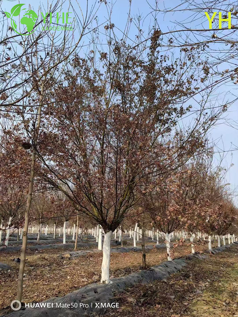 Вишня Йедоэнская (Сакура) – Раннее и Обильное Цветение, Японская, Опт, Экспорт