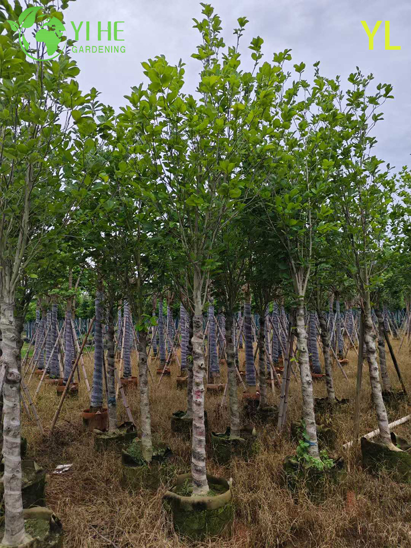 Магнолия Голая (Юлань) – Раннее Ароматное Цветение, Морозостойкое Декоративное Дерево, Опт