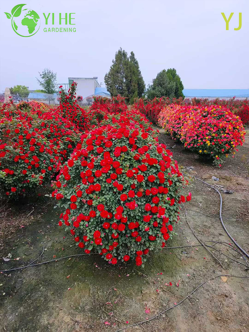 Гибридная Роза (Ремонтантная) – Длительное Обильное Цветение, Опт, Экспорт, Все Сорта