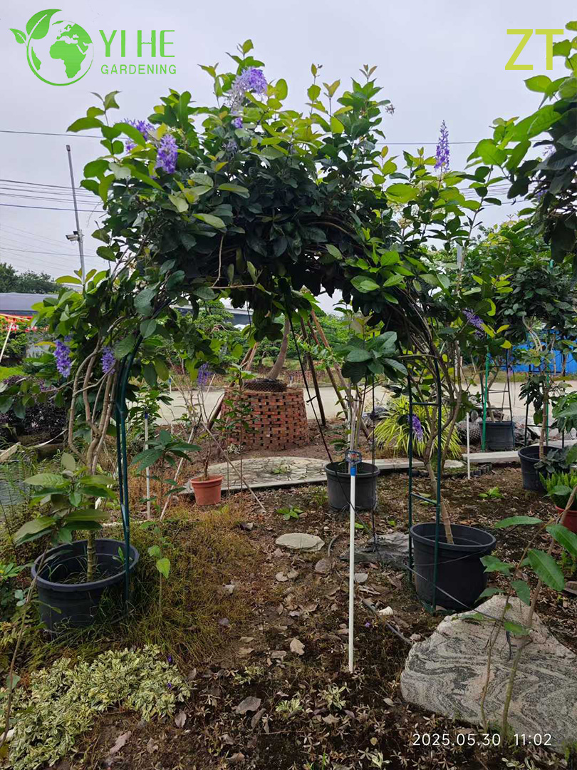 Вистерия Китайская (Глициния) – Ароматная Мощная Лиана, Весеннее Цветение, Опт, Экспорт