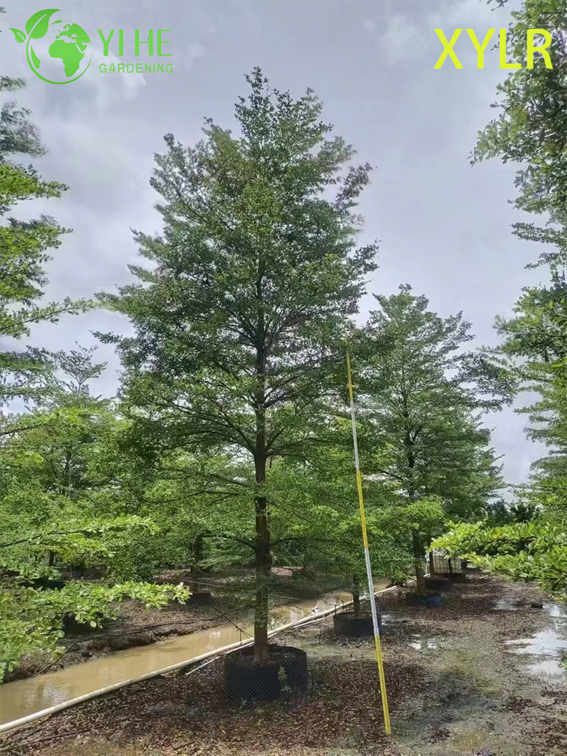 Терминалия Мантали (Слоистая Пагода) – Декоративное Узкое Дерево, Опт, Экспорт