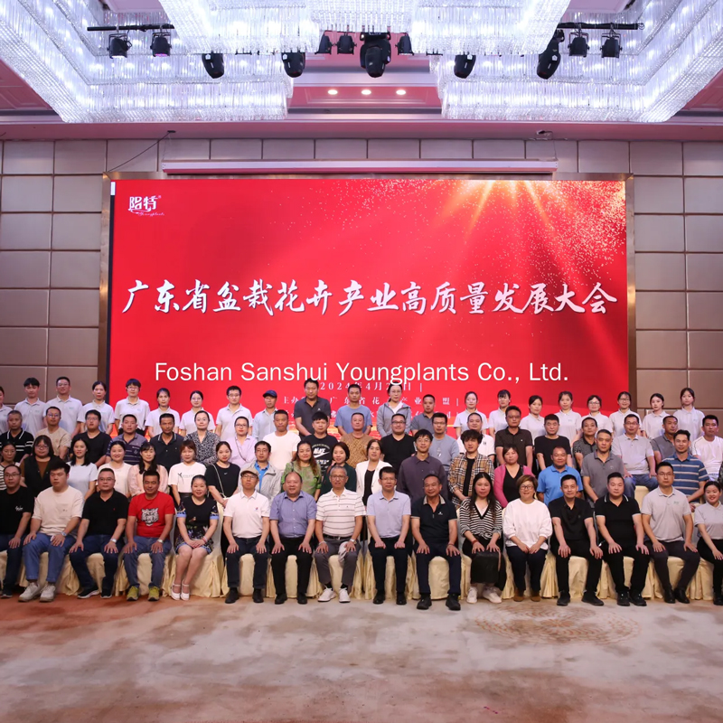 Foshan Youngplants | Способствование высококачественному развитию индустрии комнатных растений в Гуандуне